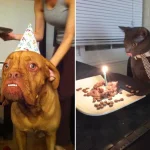 aniversario-de-animais-7