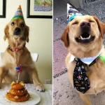 aniversario-de-animais-9
