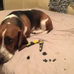 cachorros-totalmente-inocentes-1