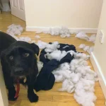 cachorros-totalmente-inocentes-2