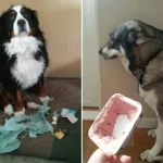 cachorros-totalmente-inocentes-3
