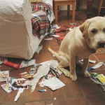 cachorros-totalmente-inocentes-6