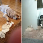 cachorros-totalmente-inocentes-7