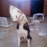cachorros-totalmente-inocentes-8