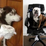cachorros-totalmente-inocentes-9