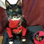 deadpool-gatinho-3