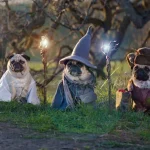 pugs-senhor-dos-aneis-1