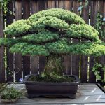hiroshima-bonsai-1