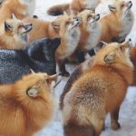 fox-village (10)