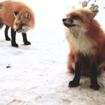 fox-village (4)