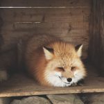 fox-village (5)