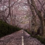 sakura-japao (11)