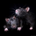 ratos-fofos (9)